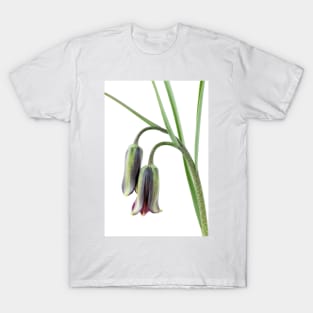 Fritillaria elwesii  Fritillary T-Shirt